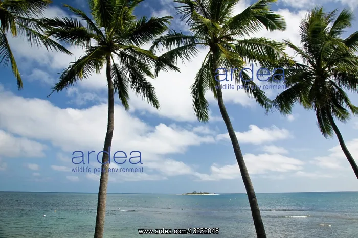 : New Caledonia, Grande Terre Island, Noumea : New Caledonia, Grande Terre Island, Noumea