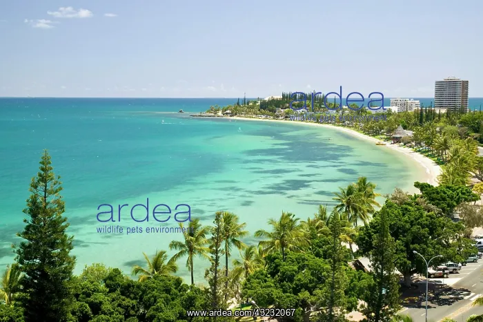 : New Caledonia, Grande Terre Island, Noumea : New Caledonia, Grande Terre Island, Noumea