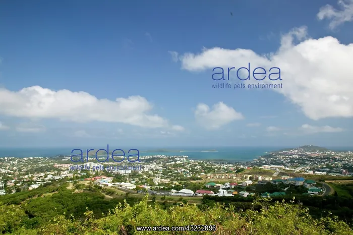 : New Caledonia, Grande Terre Island, Noumea : New Caledonia, Grande Terre Island, Noumea