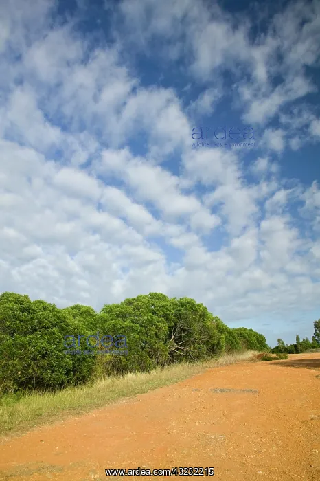 : New Caledonia, North-West Grande Terre Island : New Caledonia, North-West Grande Terre Island