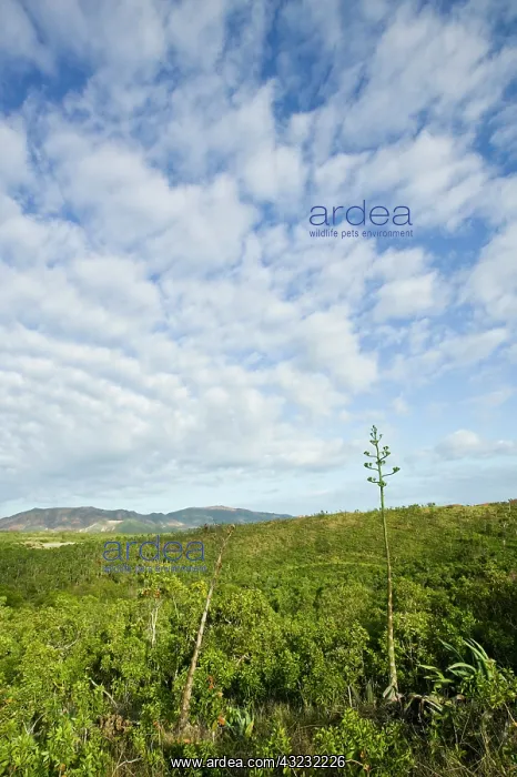 : New Caledonia, North-West Grande Terre Island : New Caledonia, North-West Grande Terre Island