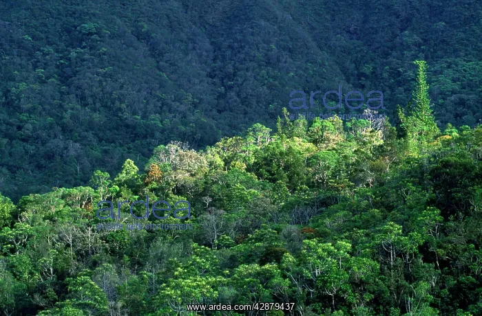 : New Caledonia - Pacific Islands - Blue River Regional : New Caledonia - Pacific Islands - Blue River Regional