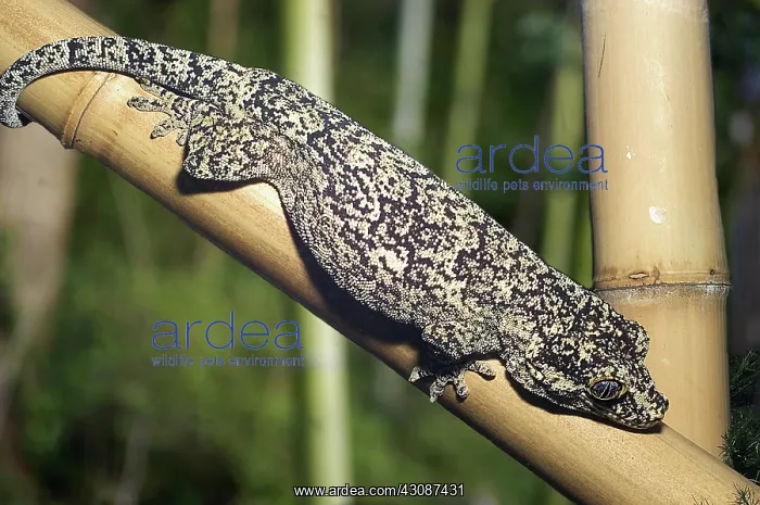 : New Caledonia Tree Gecko : New Caledonia Tree Gecko
