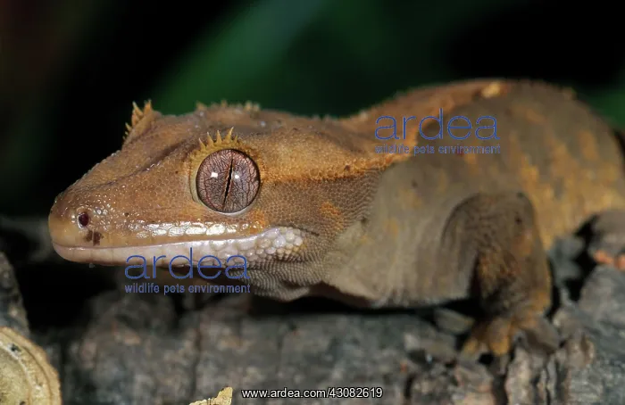: New Caledonian Crested Gecko : New Caledonian Crested Gecko