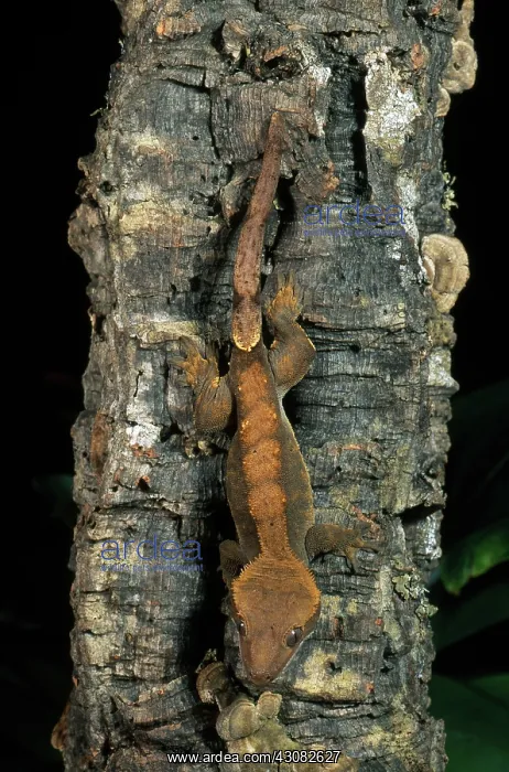 : New Caledonian Crested Gecko : New Caledonian Crested Gecko