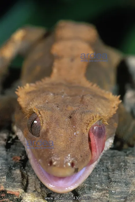 : New Caledonian Crested Gecko : New Caledonian Crested Gecko