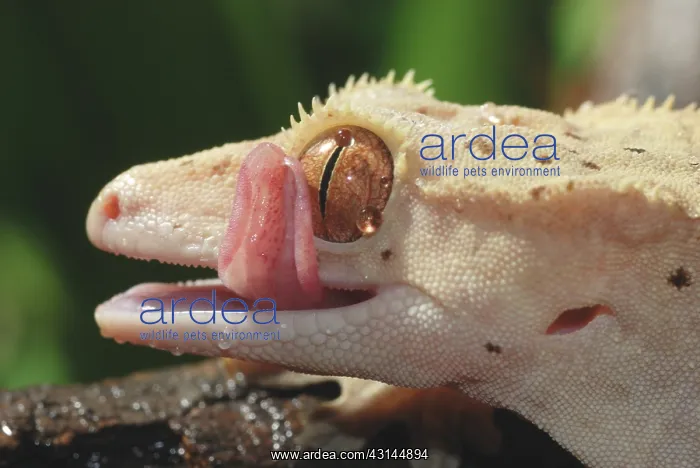 : New Caledonian Crested Gecko : New Caledonian Crested Gecko