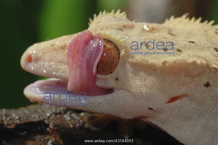 : New Caledonian Crested Gecko : New Caledonian Crested Gecko