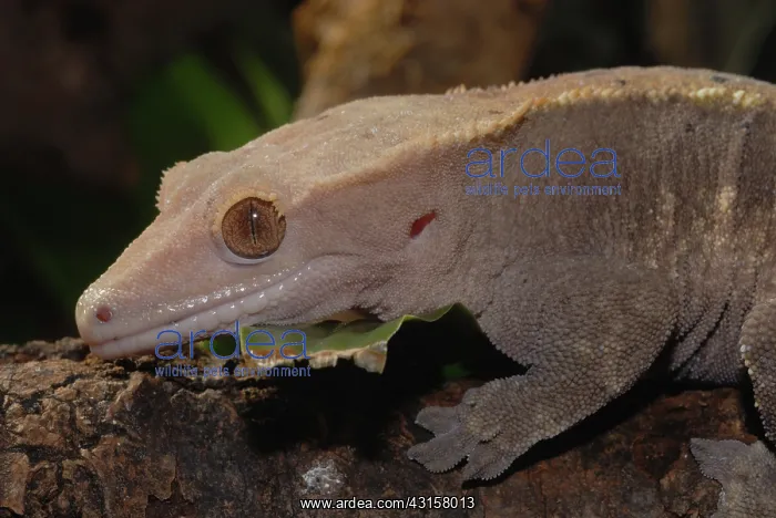 : New Caledonian Crested Gecko : New Caledonian Crested Gecko