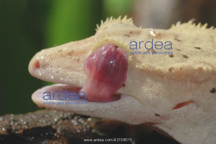 : New Caledonian Crested Gecko : New Caledonian Crested Gecko