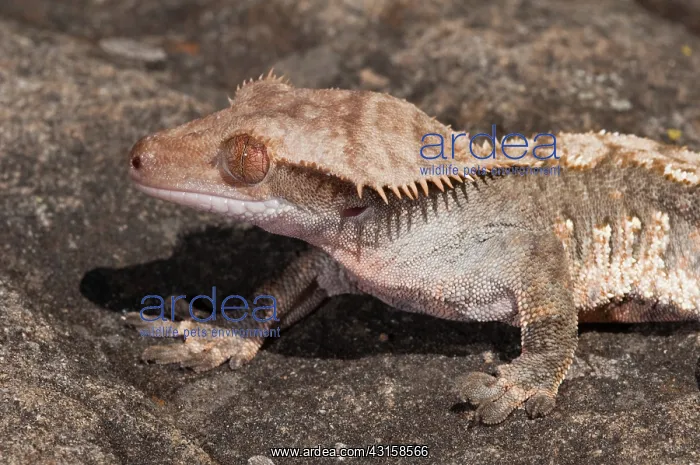 : New Caledonian crested gecko : New Caledonian crested gecko