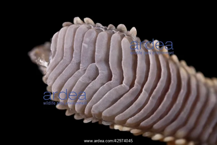  : New Caledonian Crested Gecko - Biomimicry - Gecko's