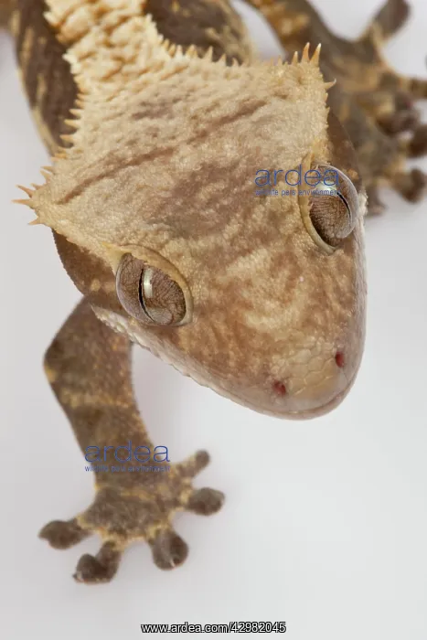 : New Caledonian Crested Gecko - Head : New Caledonian Crested Gecko - Head