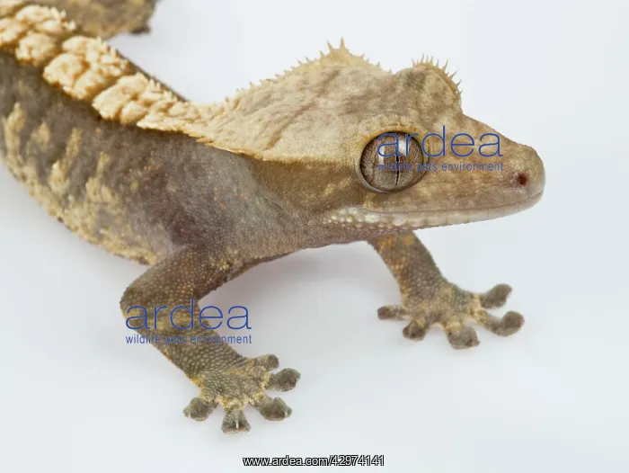 : New Caledonian Crested Gecko - Young specimen - : New Caledonian Crested Gecko - Young specimen -