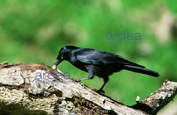 : New Caledonian CROW - extracting grub from tree : New Caledonian CROW - extracting grub from tree
