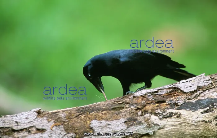 : New Caledonian CROW - feeding : New Caledonian CROW - feeding