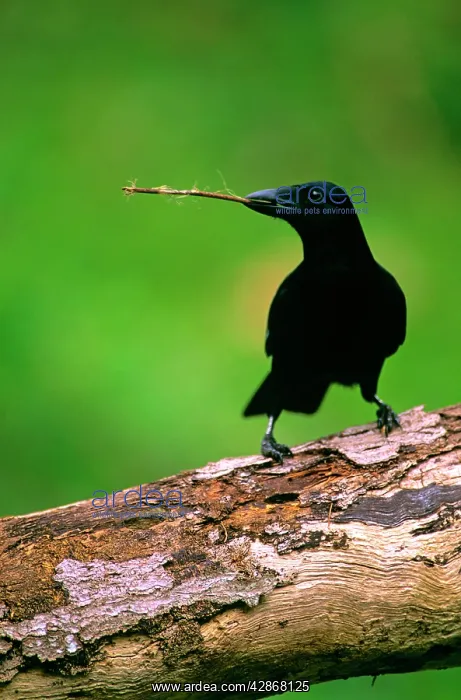 : New Caledonian Crow - Using tool to dislodge worms : New Caledonian Crow - Using tool to dislodge worms