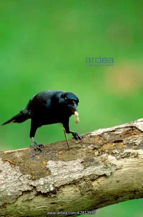 : New Caledonian Crow - Using tool to dislodge worms : New Caledonian Crow - Using tool to dislodge worms