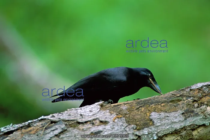 : New Caledonian Crow - Using tool to dislodge worms : New Caledonian Crow - Using tool to dislodge worms