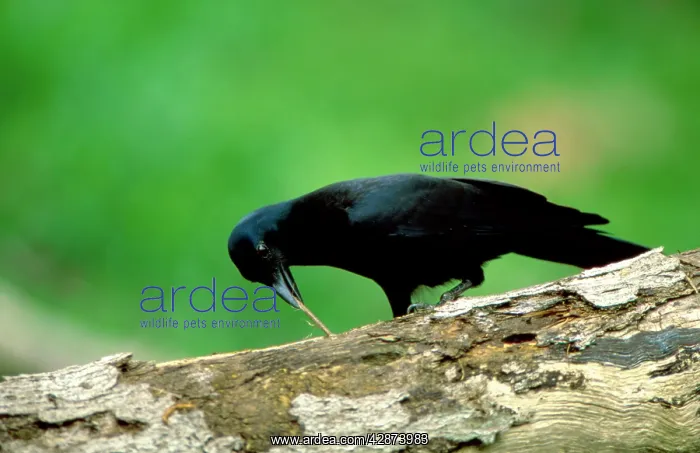 : New Caledonian Crow - Using tool to dislodge worms : New Caledonian Crow - Using tool to dislodge worms