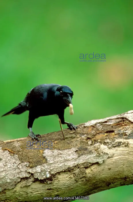 : New Caledonian Crow - Using tool to dislodge worms : New Caledonian Crow - Using tool to dislodge worms