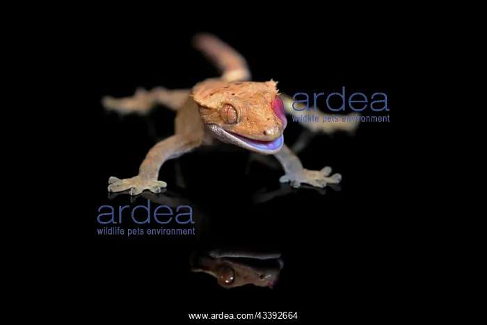 : New Caledonian eyelash gecko (Correlophus ciliatus) : New Caledonian eyelash gecko (Correlophus ciliatus)