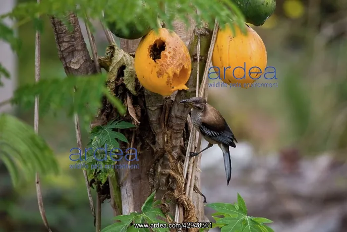 : New Caledonian Friarbird feeding on pawpaw : New Caledonian Friarbird feeding on pawpaw