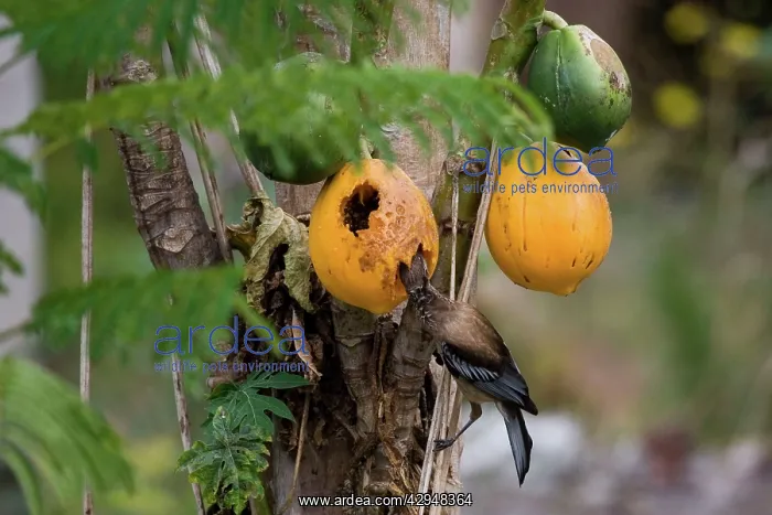 : New Caledonian Friarbird feeding on pawpaw : New Caledonian Friarbird feeding on pawpaw