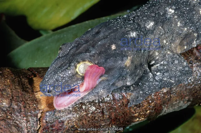 : New Caledonian Giant Gecko : New Caledonian Giant Gecko