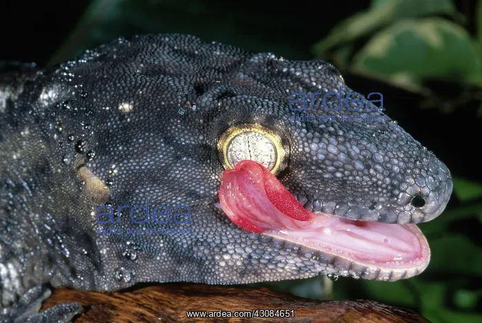 : New Caledonian Giant Gecko : New Caledonian Giant Gecko