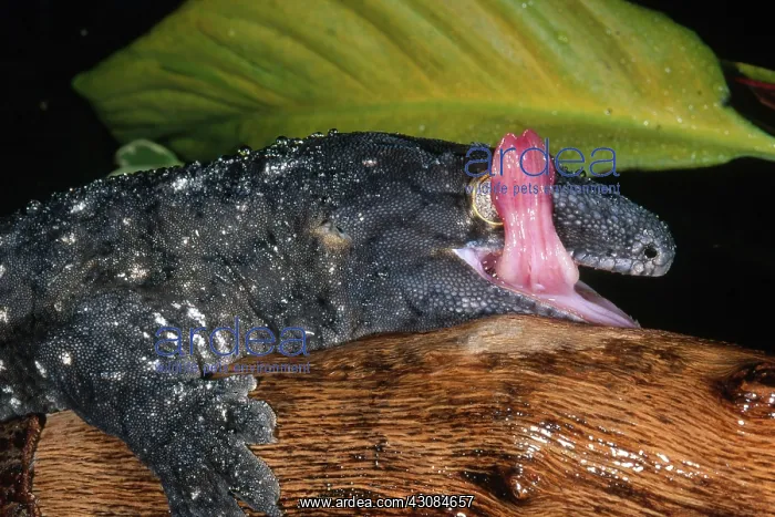 : New Caledonian Giant Gecko : New Caledonian Giant Gecko