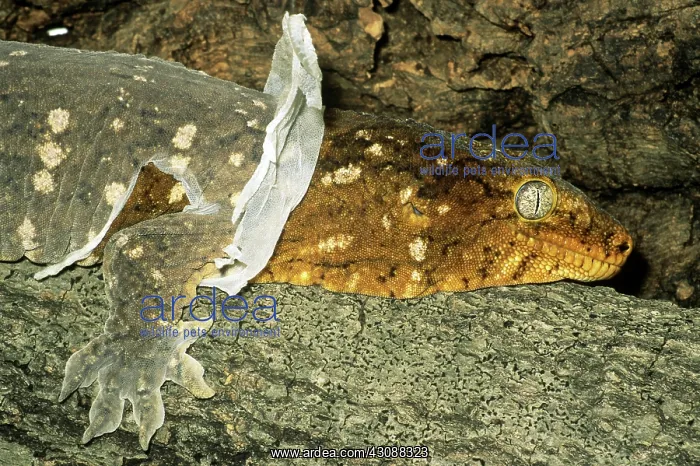 : New Caledonian Giant Gecko : New Caledonian Giant Gecko