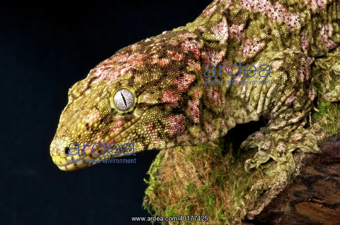 : New Caledonian Giant Gecko (Rhacodactylus laechianus : New Caledonian Giant Gecko (Rhacodactylus laechianus