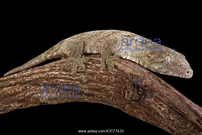 : New Caledonian Giant Gecko (Rhacodactylus leachianus) : New Caledonian Giant Gecko (Rhacodactylus leachianus)