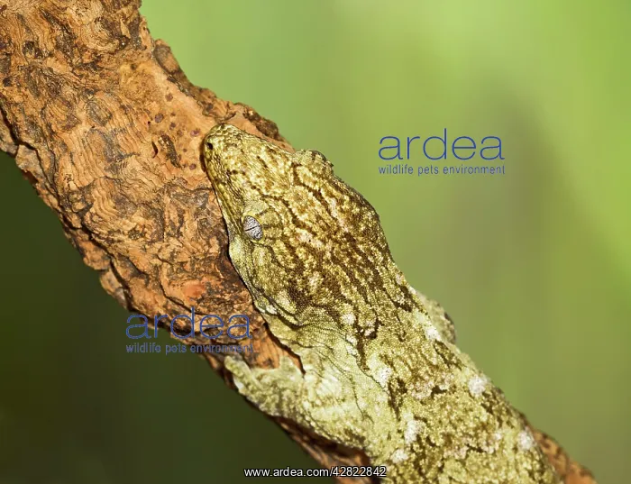: New Caledonian Giant Gecko - showing camouflage : New Caledonian Giant Gecko - showing camouflage