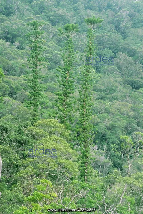: New Caledonian Pine - Araucaria columnaris and : New Caledonian Pine - Araucaria columnaris and