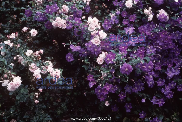 : New Dawn Rose and Perle D'Azure Clematis : New Dawn Rose and Perle D'Azure Clematis