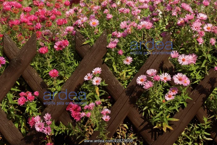 : New England Asters - pink and dark red coloured : New England Asters - pink and dark red coloured