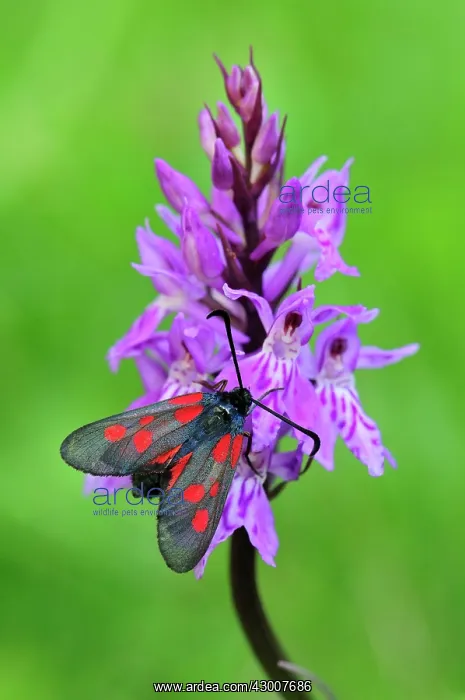 : New Forest Burnet on orchid : New Forest Burnet on orchid
