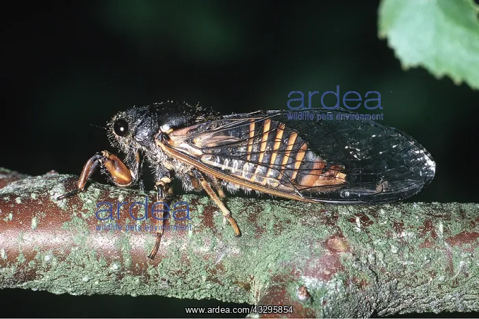 : NEW FOREST CICADA : NEW FOREST CICADA
