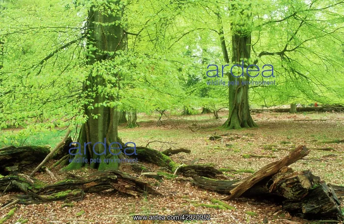 : New Forest - Early spring foliage on mature trees : New Forest - Early spring foliage on mature trees