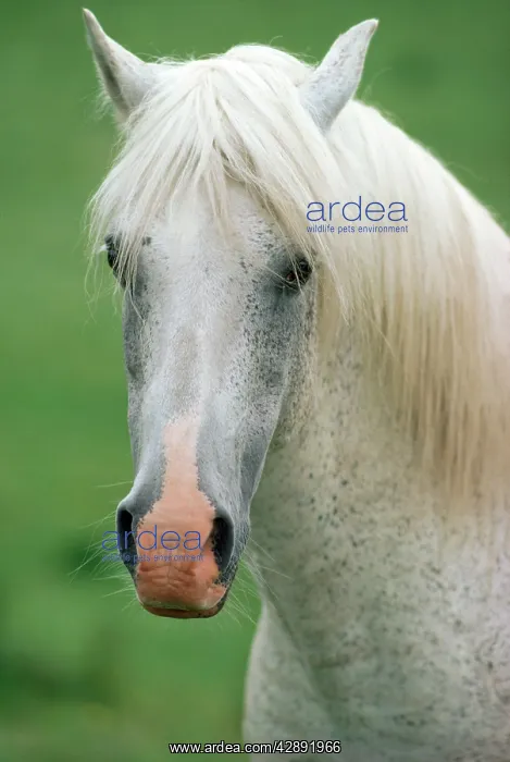  : NEW FOREST PONY