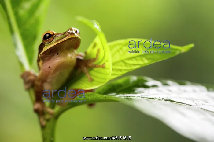 : New Granada cross-banded tree frog (Smilisca phaeota) : New Granada cross-banded tree frog (Smilisca phaeota)