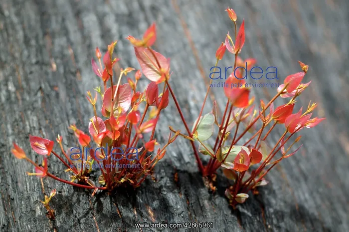  : New grow on Mountain Ash after bush fire