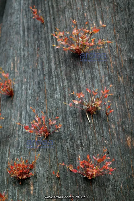  : New grow on Mountain Ash after bush fire