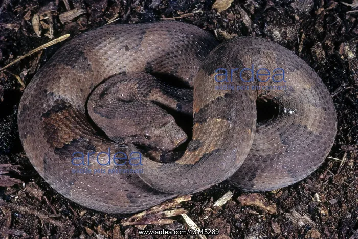 : New Guinea Boa : New Guinea Boa