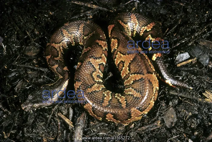: New Guinea Boa : New Guinea Boa