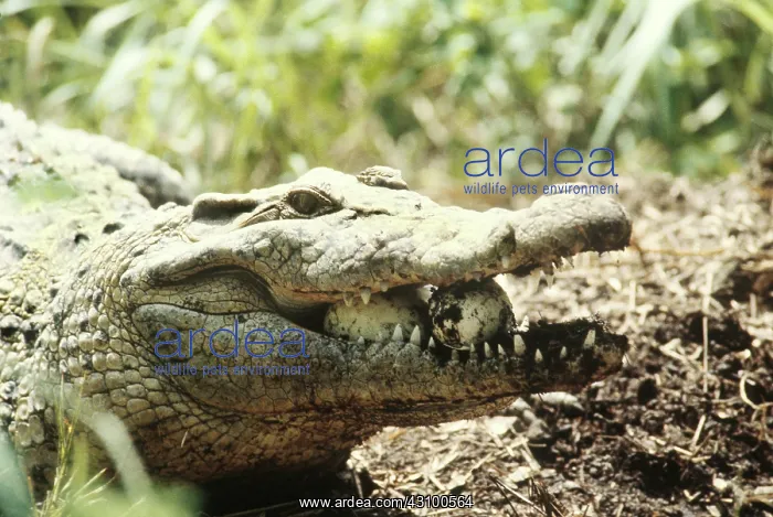 : New Guinea Crocodile, eggs in her mouth : New Guinea Crocodile, eggs in her mouth