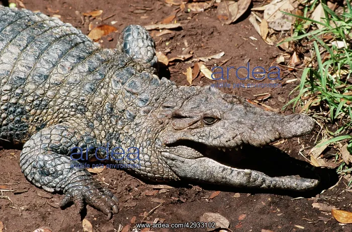: New Guinea Freshwater Crocodile : New Guinea Freshwater Crocodile