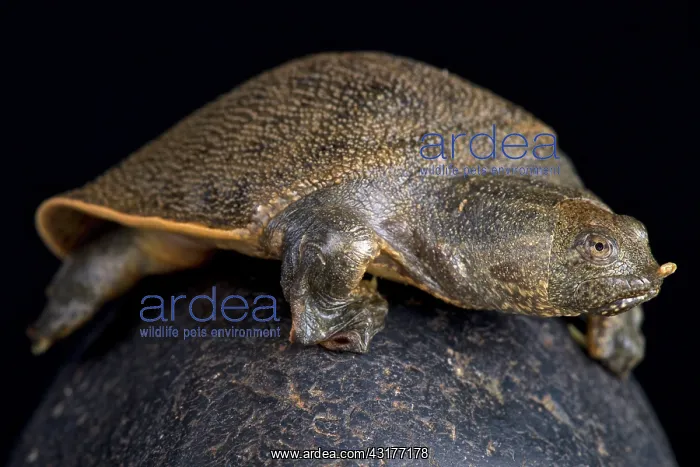 : New Guinea giant softshell turtle (Pelochelys bibroni) : New Guinea giant softshell turtle (Pelochelys bibroni)